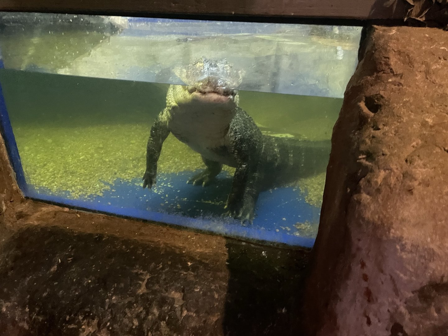 Branson's Wild World -- American Alligator