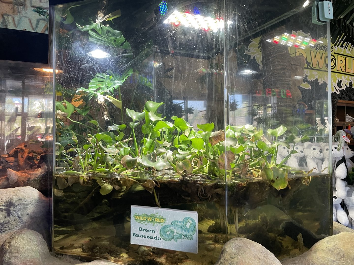 Branson's Wild World -- Anconda Tank