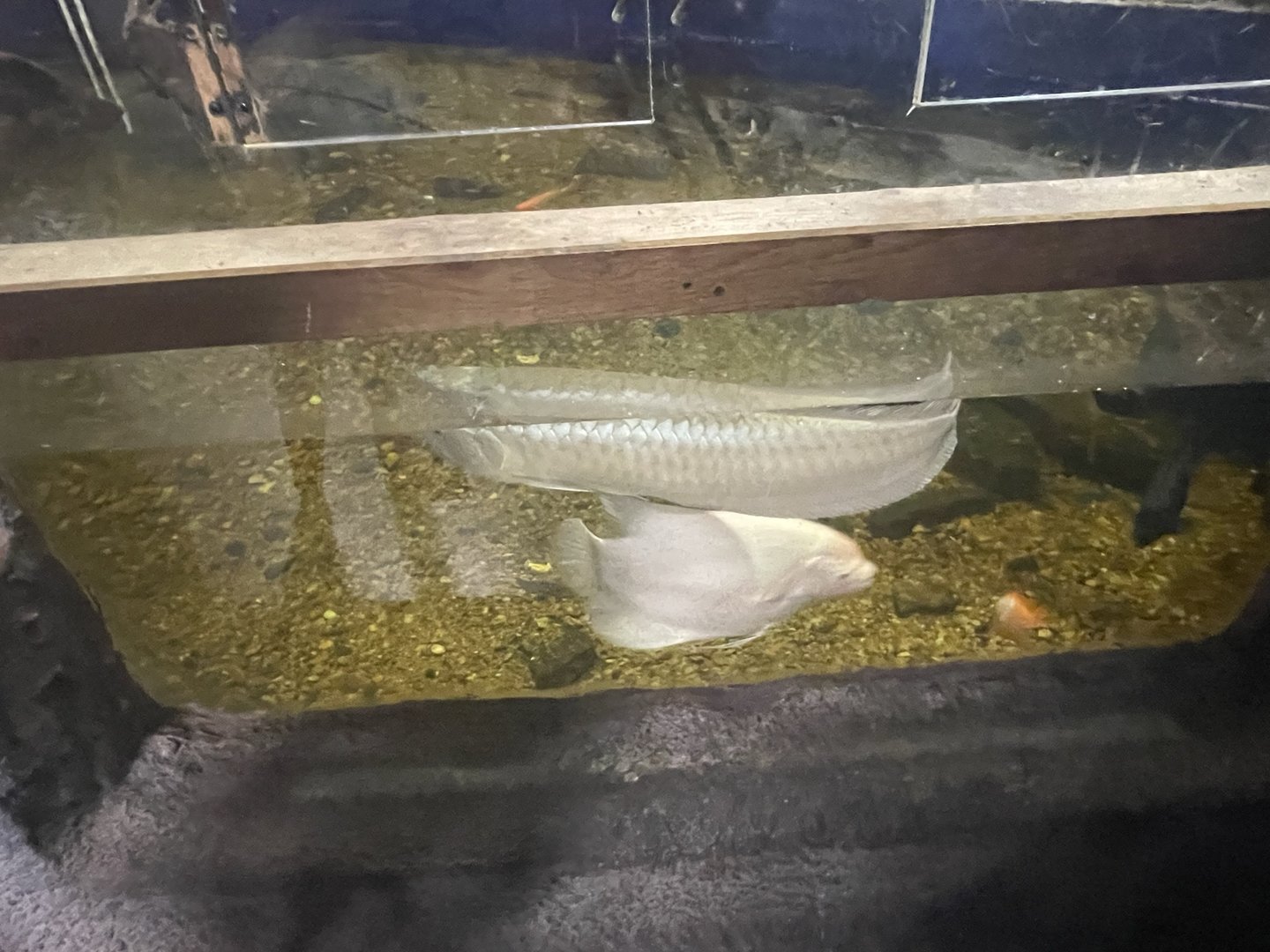 Branson's Wild World -- Arowana