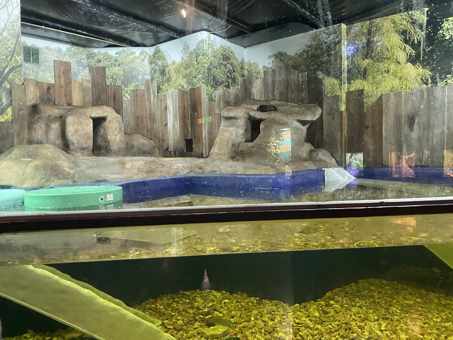 Branson's Wild World -- Asian Small-Clawed Otter