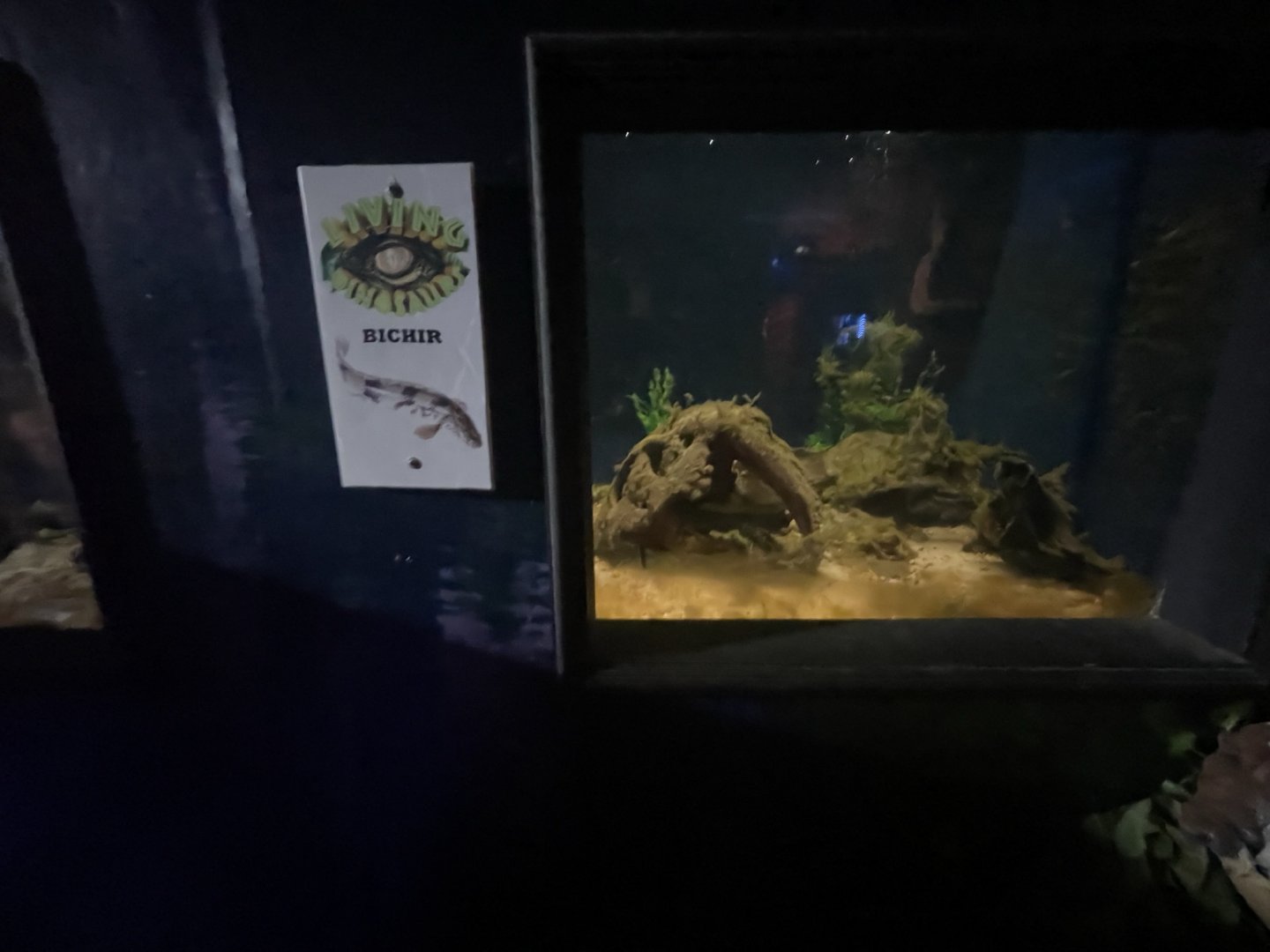 Branson's Wild World -- Bichir Exhibit September 2024