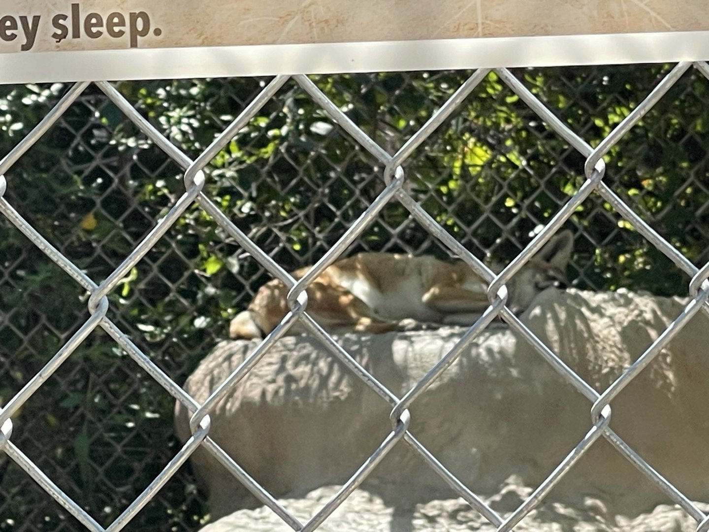 Branson's Wild World -- Black-backed Jackal