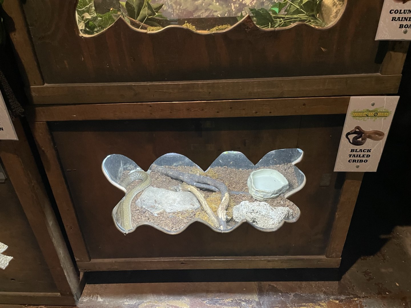 Branson's Wild World -- Black Tailed Cribo Exhibit September 2024