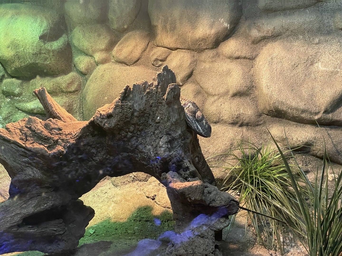 Branson's Wild World -- Black-Throated Monitor