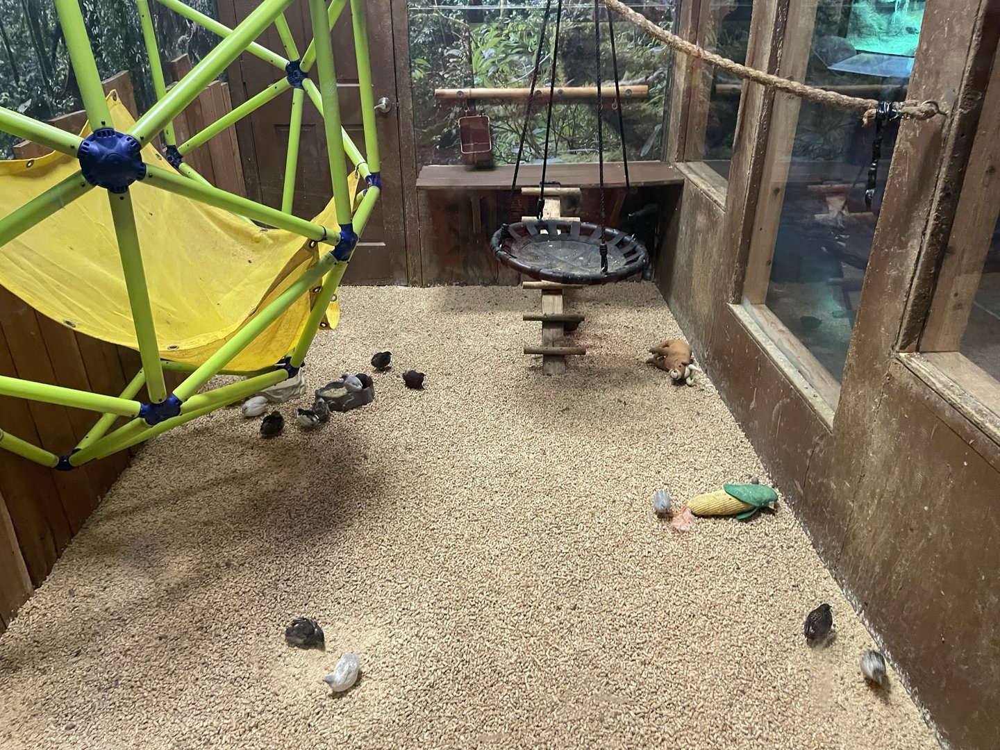 Branson's Wild World --Button Quail