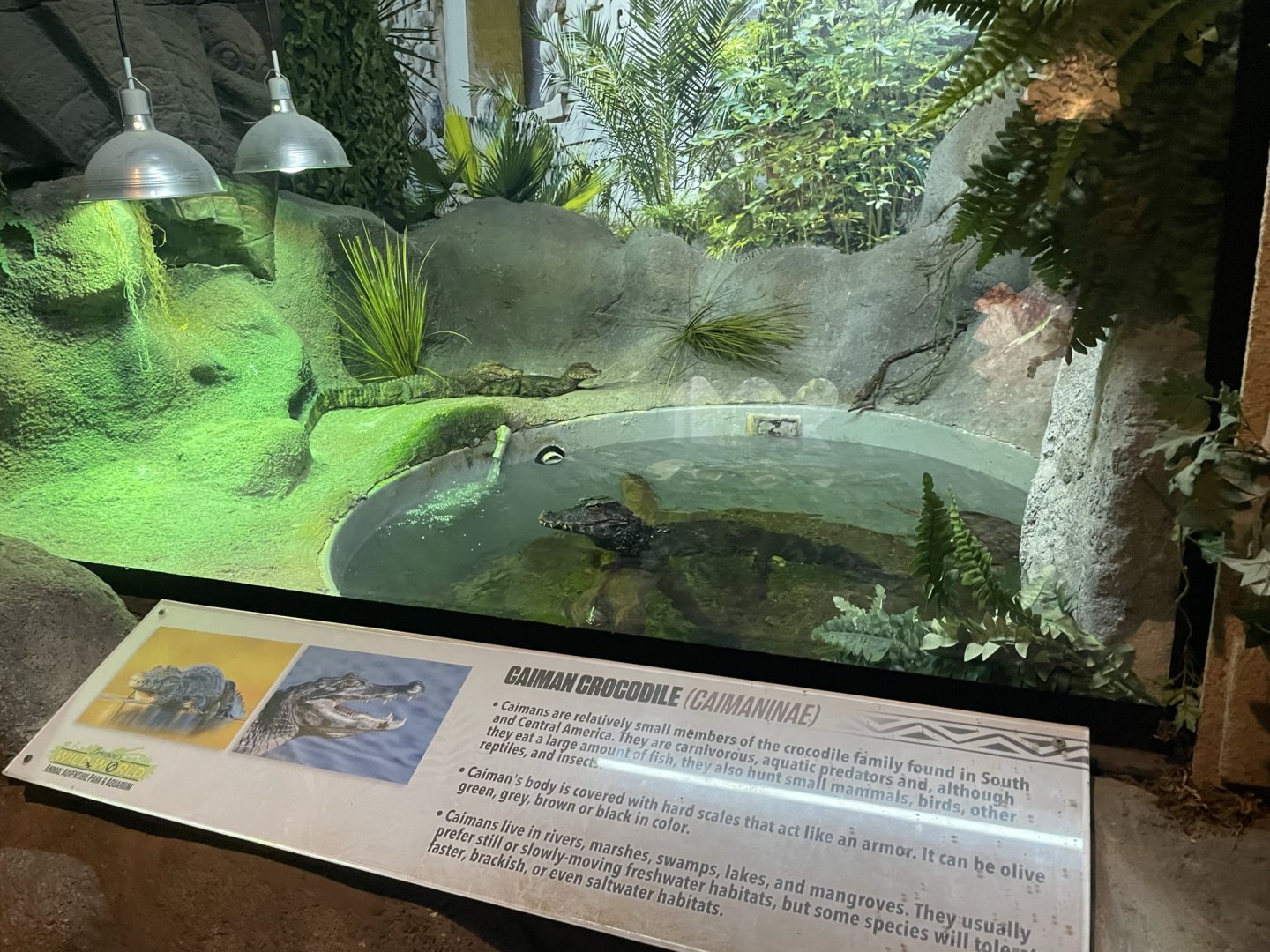 Branson's Wild World -- Caiman Exhibit September 2024