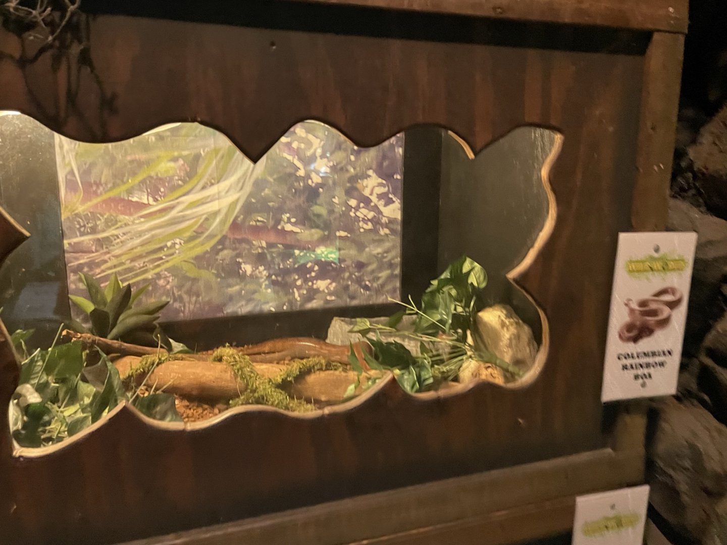 Branson's Wild World -- Columbian Rainbow Boa Exhibit September 2024