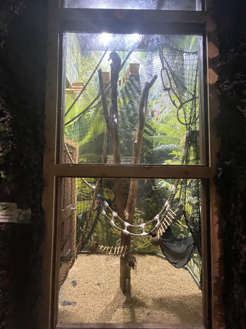 Branson's Wild World --Common Marmoset Enclosure