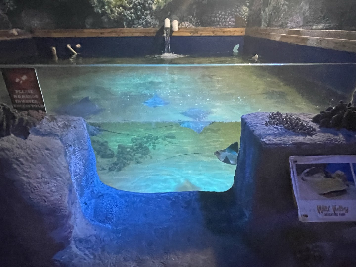 Branson's Wild World -- Cownose Rays