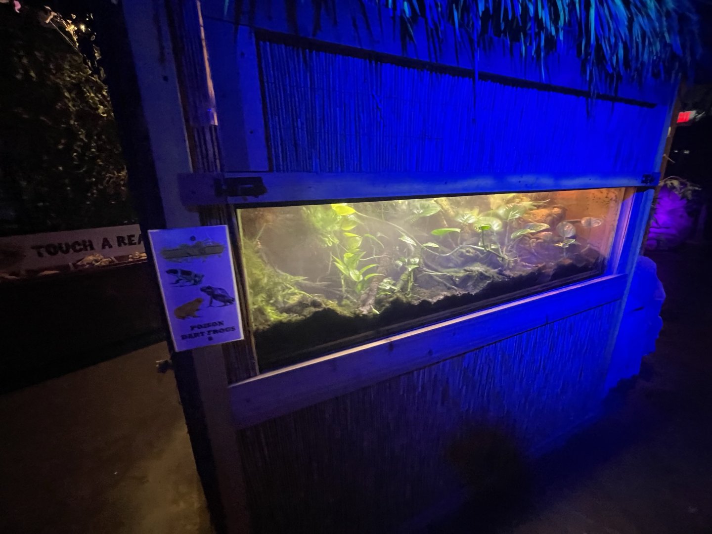 Branson's Wild World -- Dart Frog Exhibit September 2024