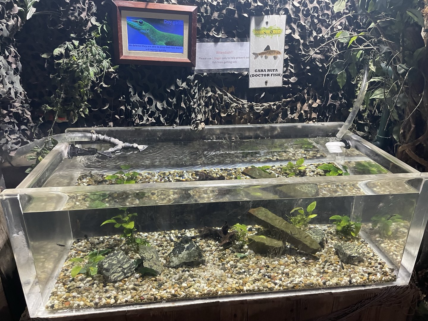 Branson's Wild World -- Doctor Fish