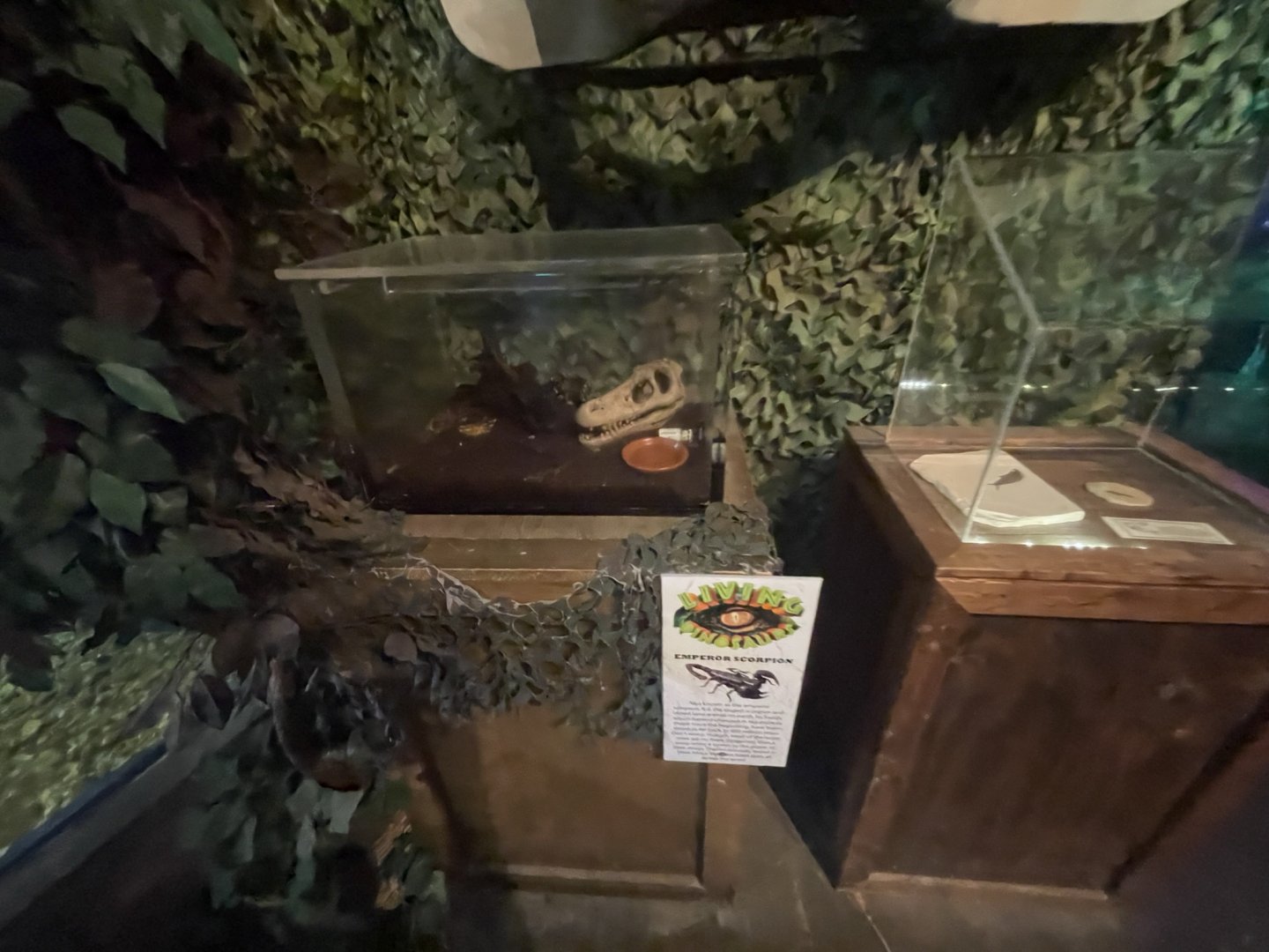 Branson's Wild World -- Emperor Scorpion Exhibit September 2024