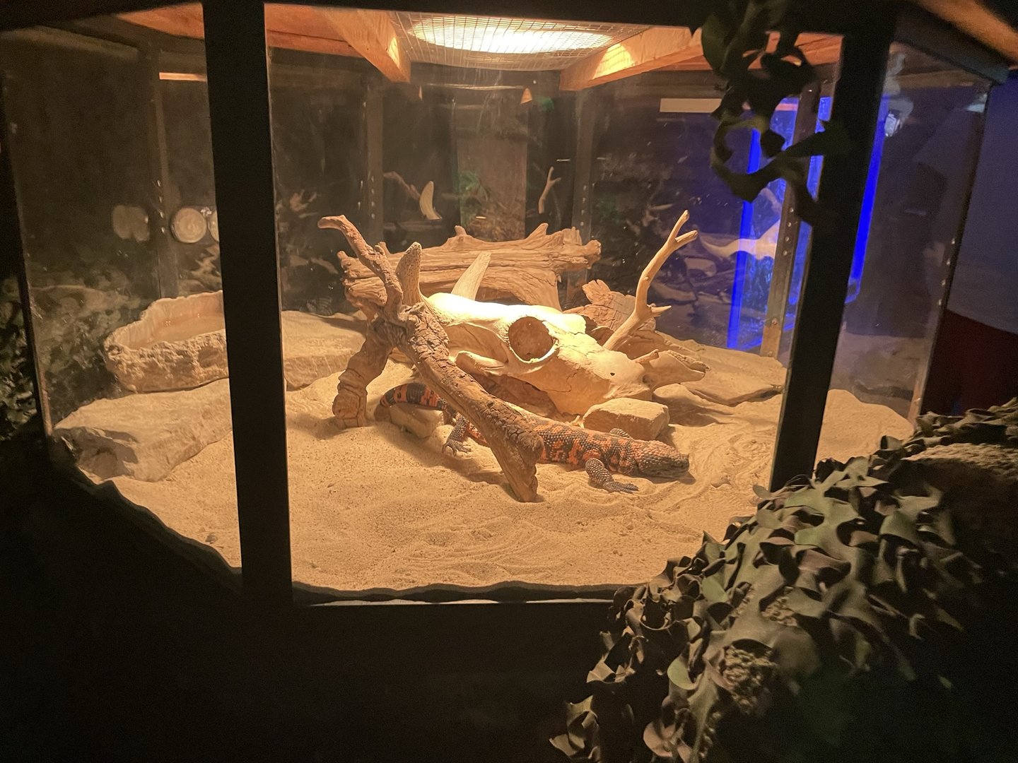 Branson's Wild World -- Gila Monster Tank