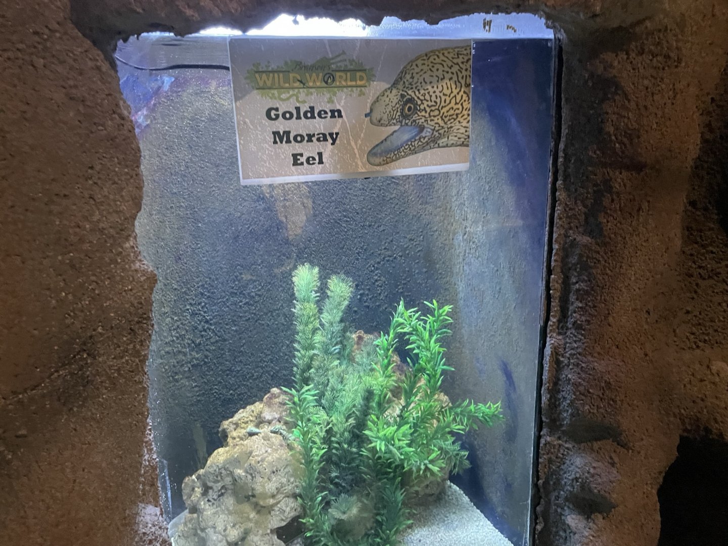 Branson's Wild World -- Golden Moray Eel Exhibit September 2024