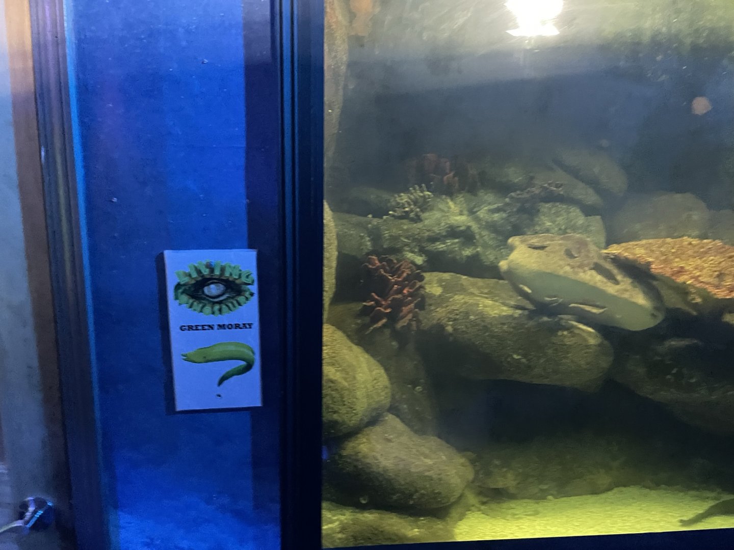 Branson's Wild World -- Green Moray Exhibit September 2024