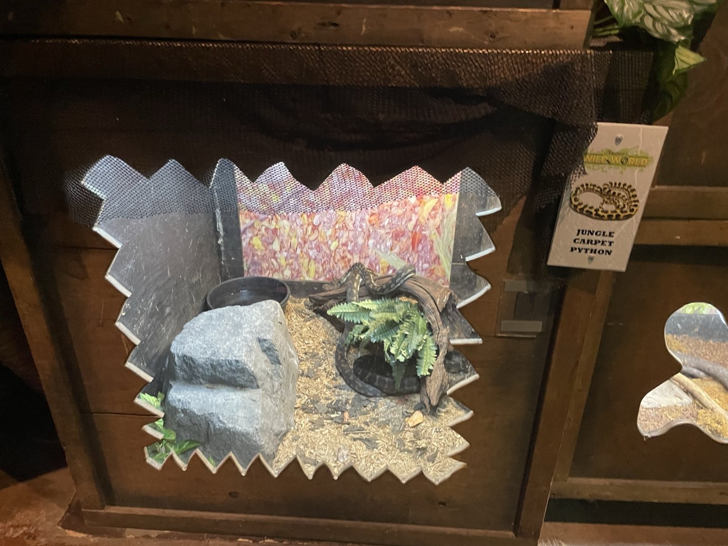 Branson's Wild World -- Jungle Carpet Python Exhibit September 2024