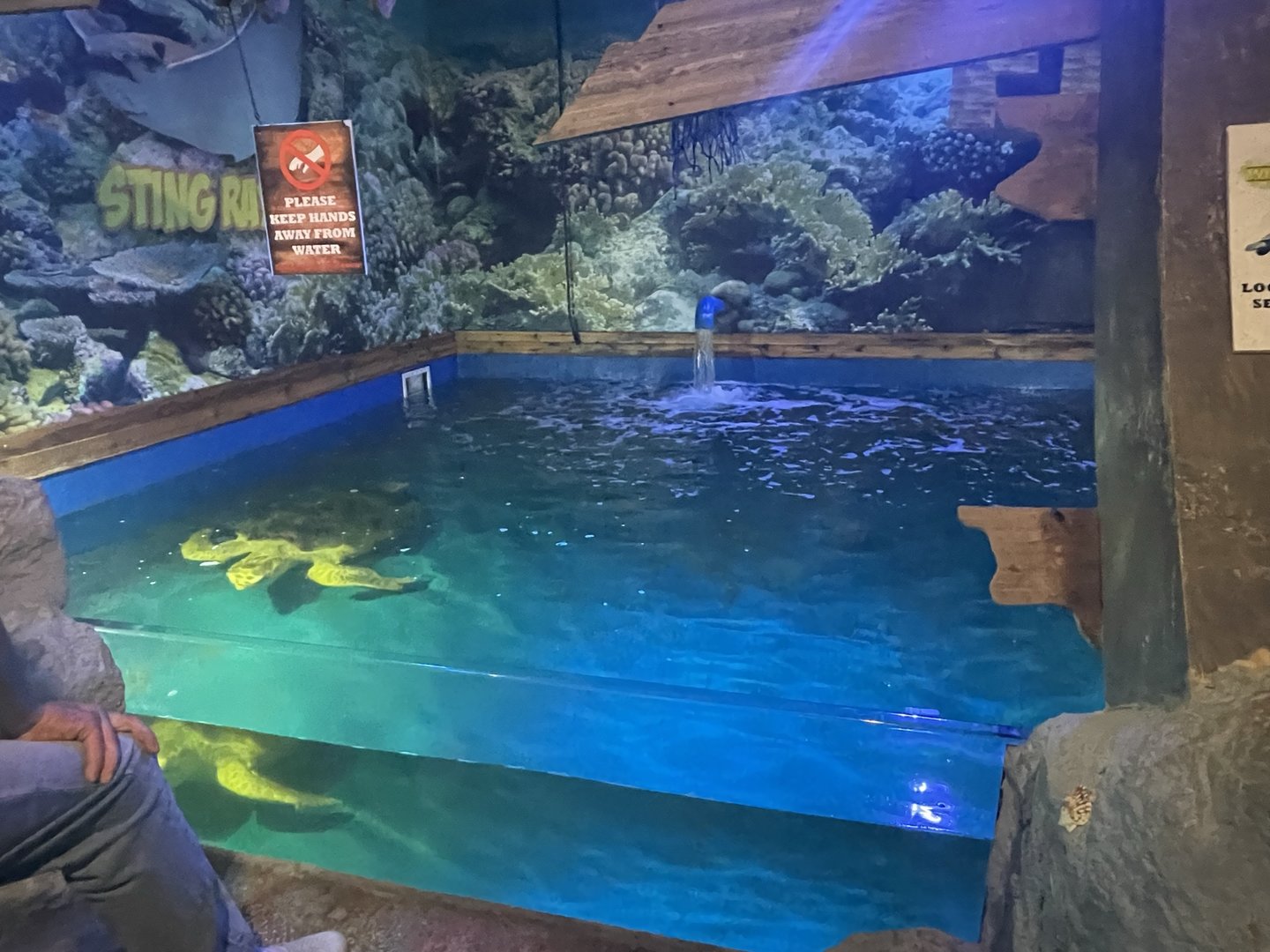 Branson's Wild World -- Loggerhead Sea Turtle