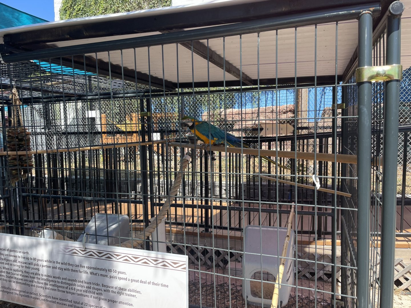 Branson's Wild World -- Macaw Exhibit September 2024