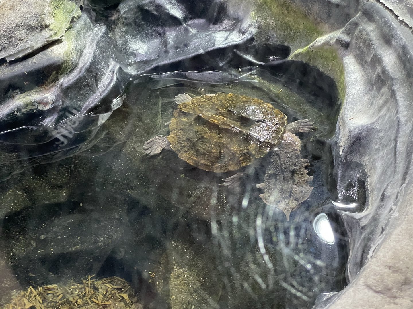 Branson's Wild World -- Mata Mata