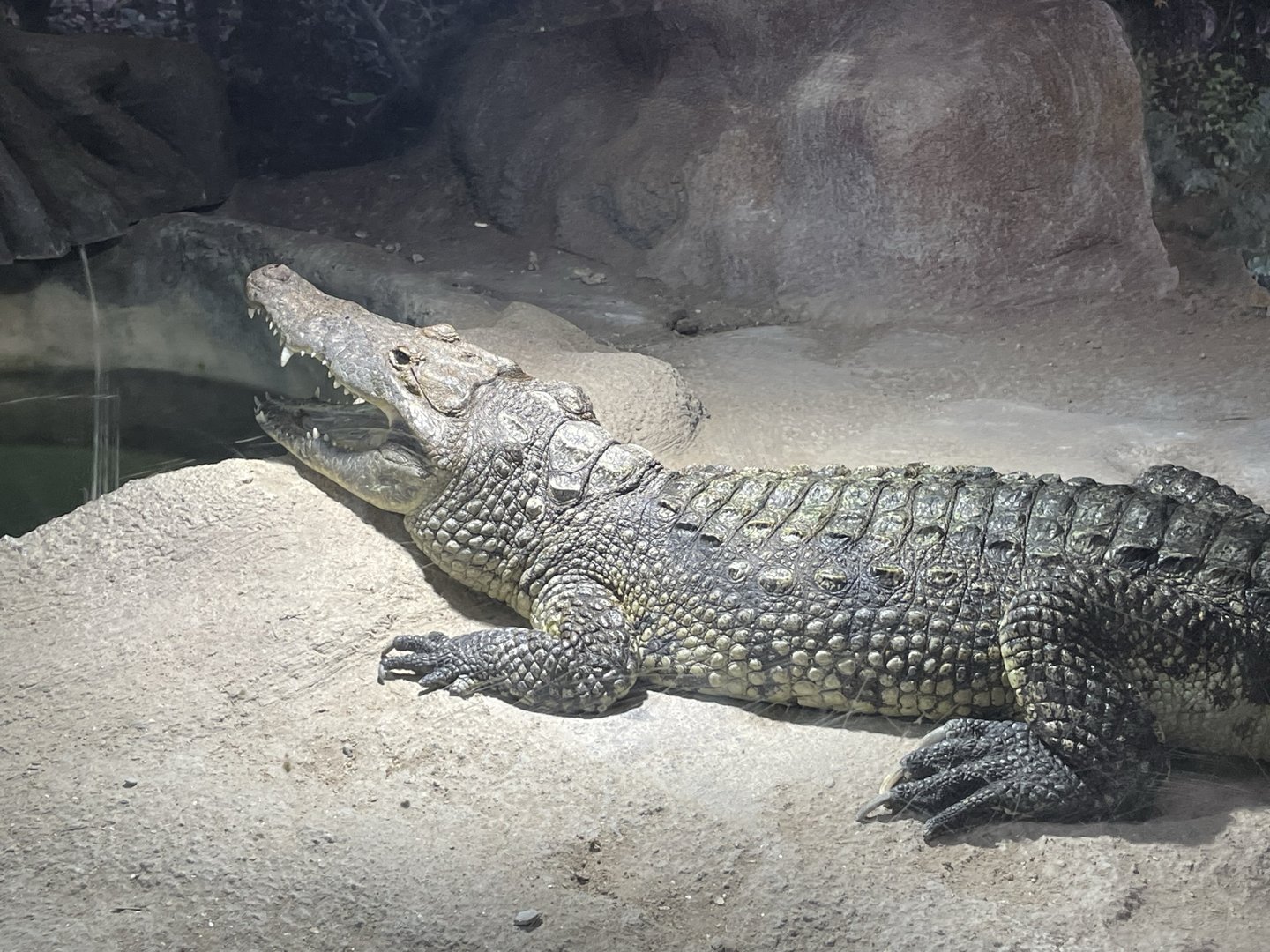 Branson's Wild World -- Morelette's Crocodile