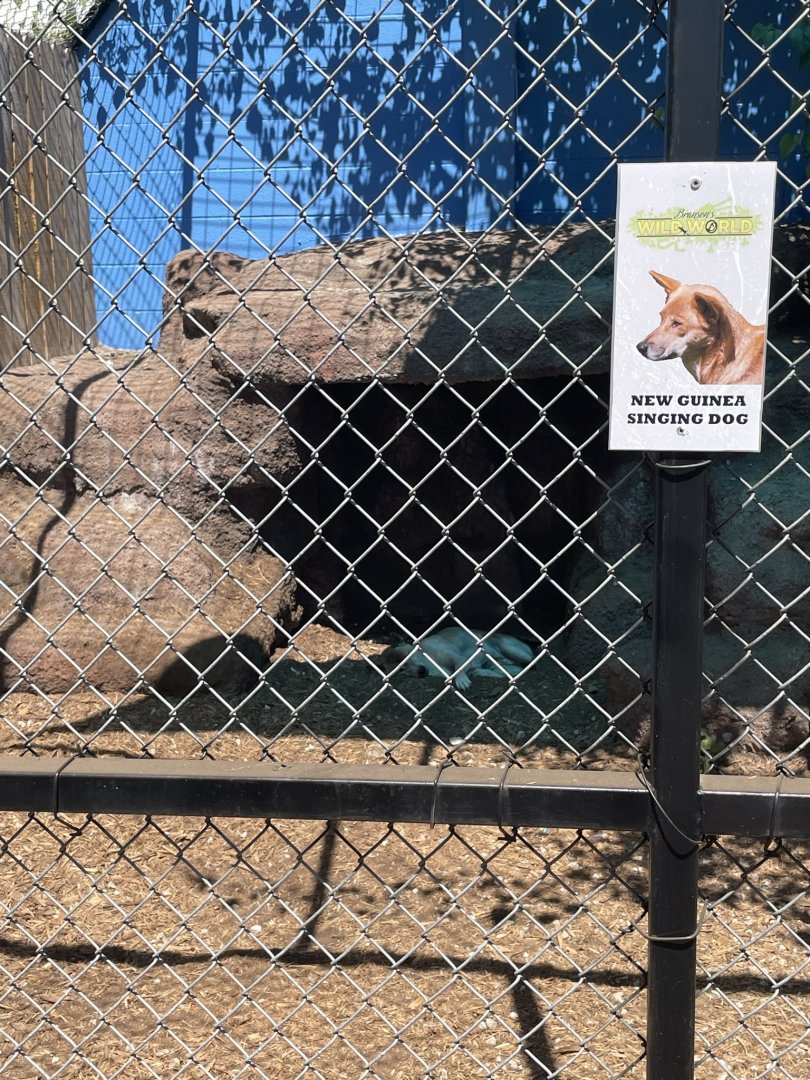 Branson's Wild World -- "New Guinea Singing Dog" Exhibit September 2024