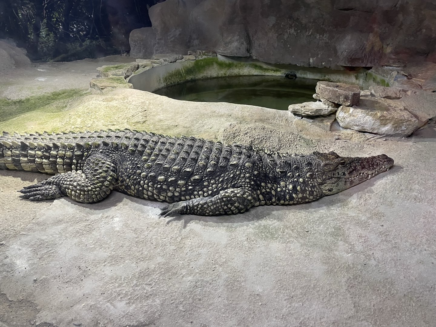 Branson's Wild World -- Nile/Cuban Crocodile Hybrid