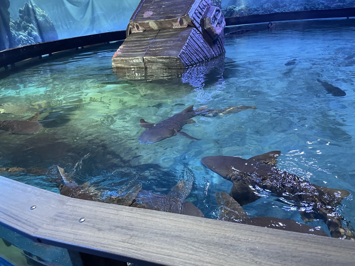 Branson's Wild World -- Nurse Sharks