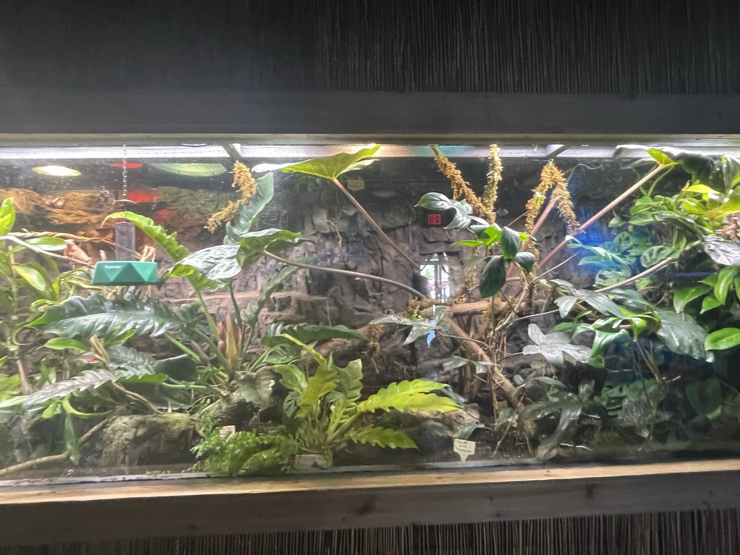 Branson's Wild World --Panther Chameleon Tank