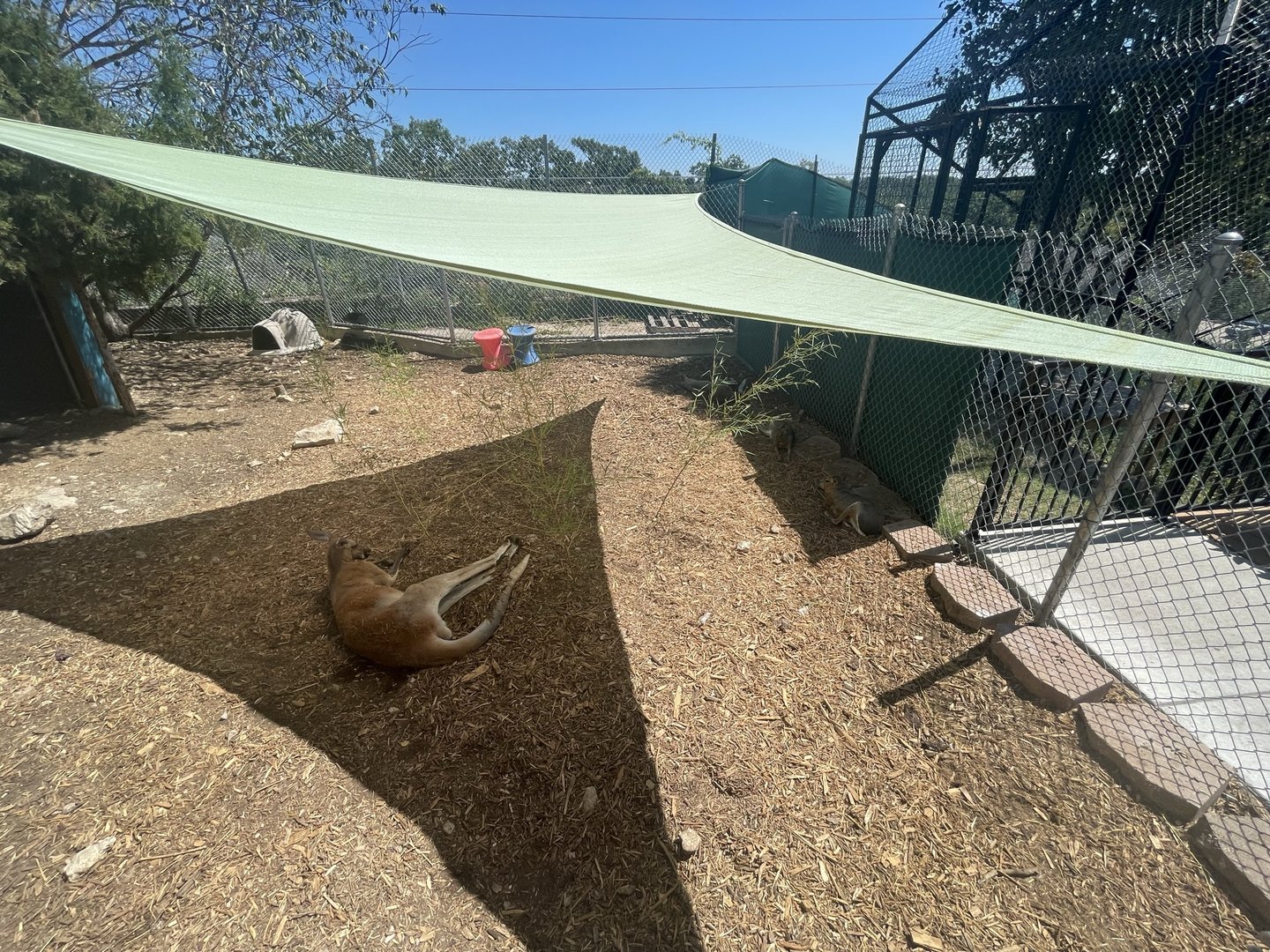 Branson's Wild World --Red Kangaroo and Patagonian Mara