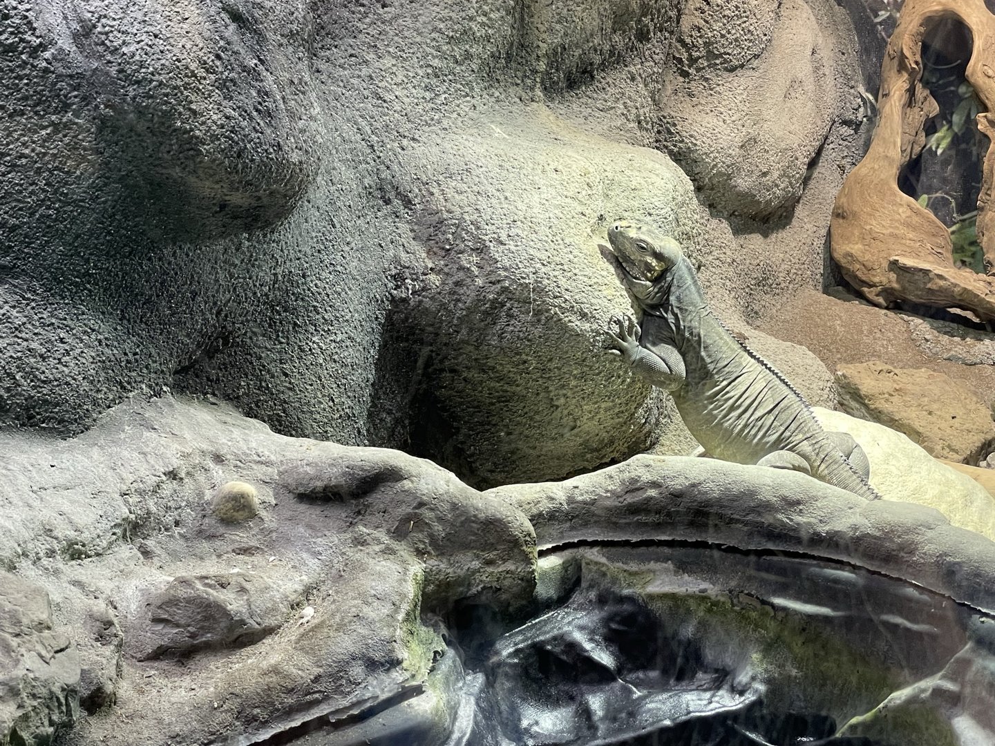 Branson's Wild World -- Rock Iguana