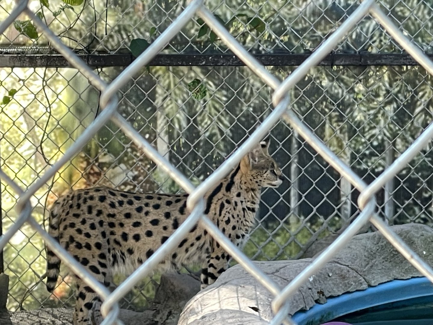 Branson's Wild World -- Serval