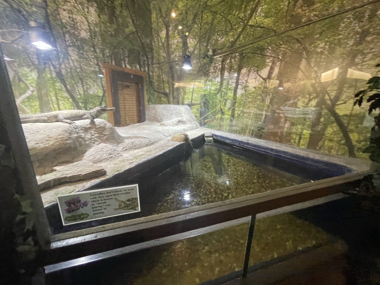 Branson's Wild World -- Spectacled Caiman