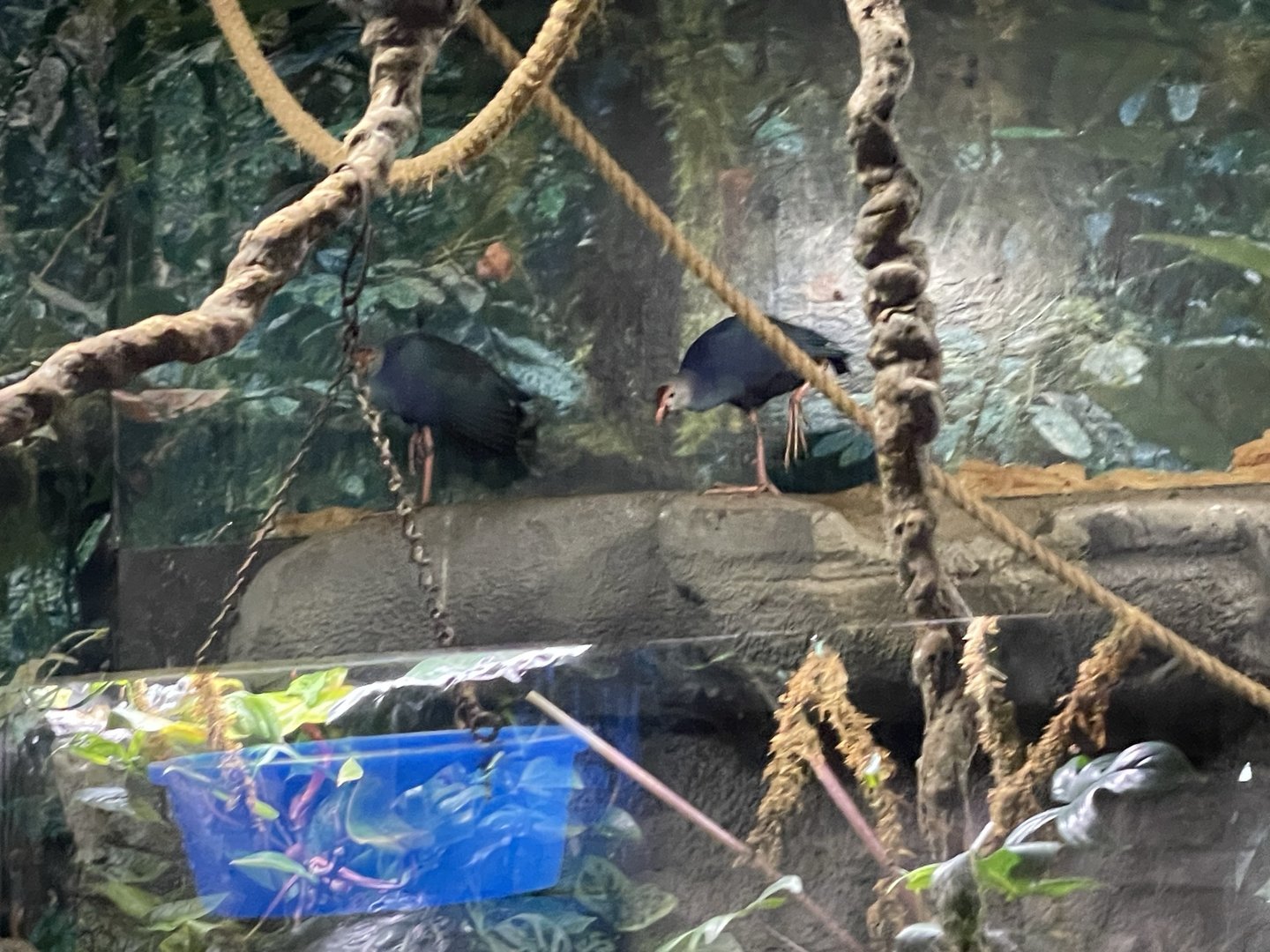 Branson's Wild World -- Swamphens