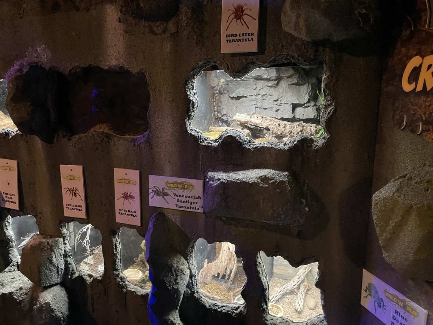 Branson's Wild World -- Tarantula Wall September 2024