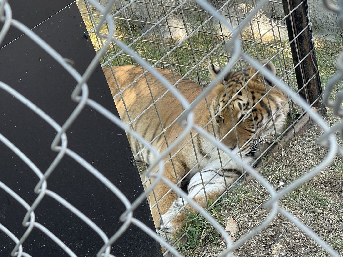 Branson's Wild World -- Tiger