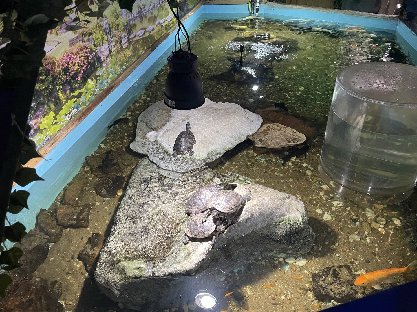 Branson's Wild World -- Turtle Pond