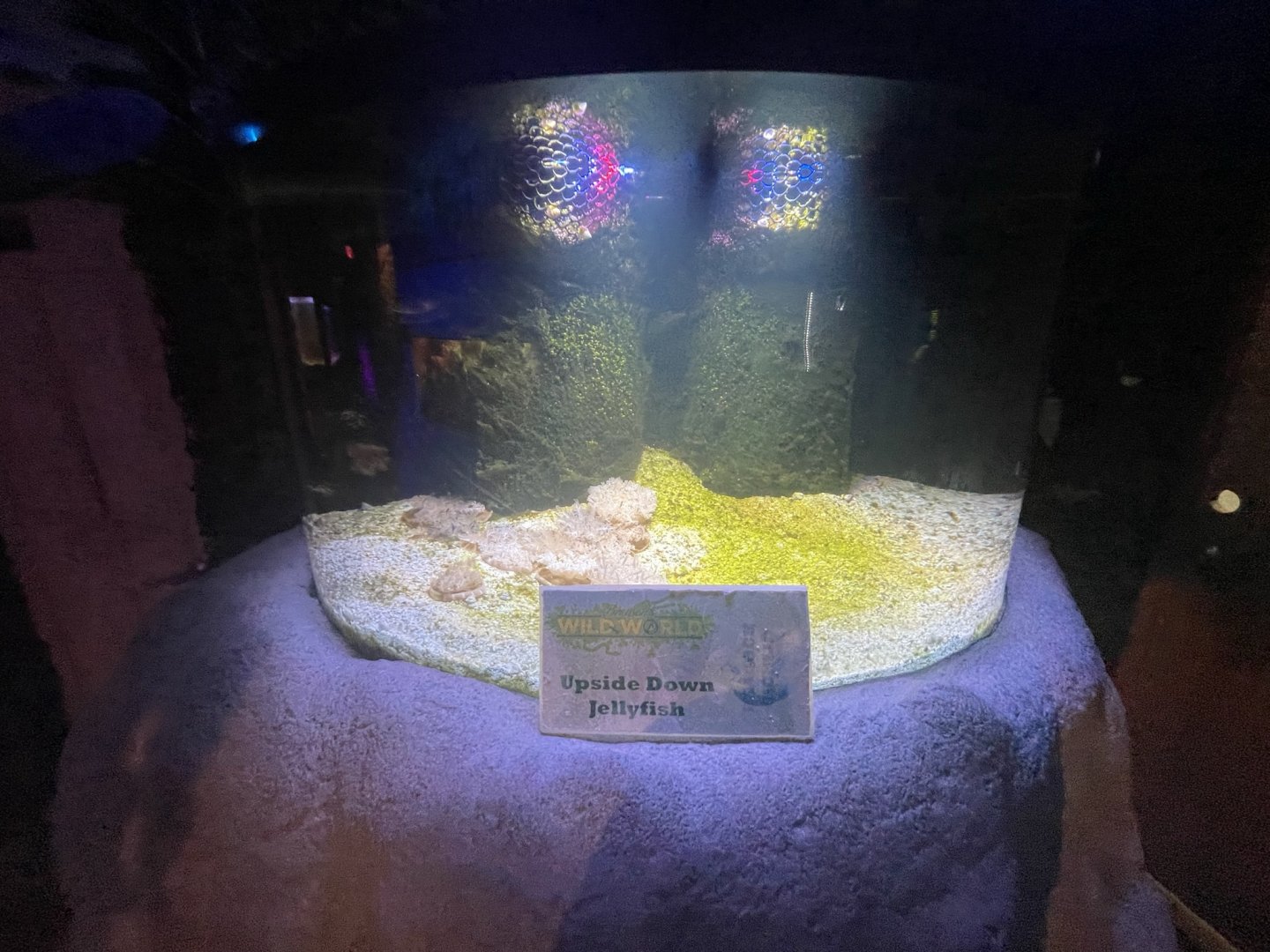 Branson's Wild World -- Upside Down Jellyfish Exhibit September 2024