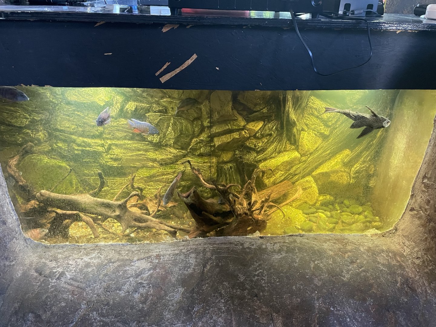 Branson's Wild World --vAdmission Counter Fish Tank