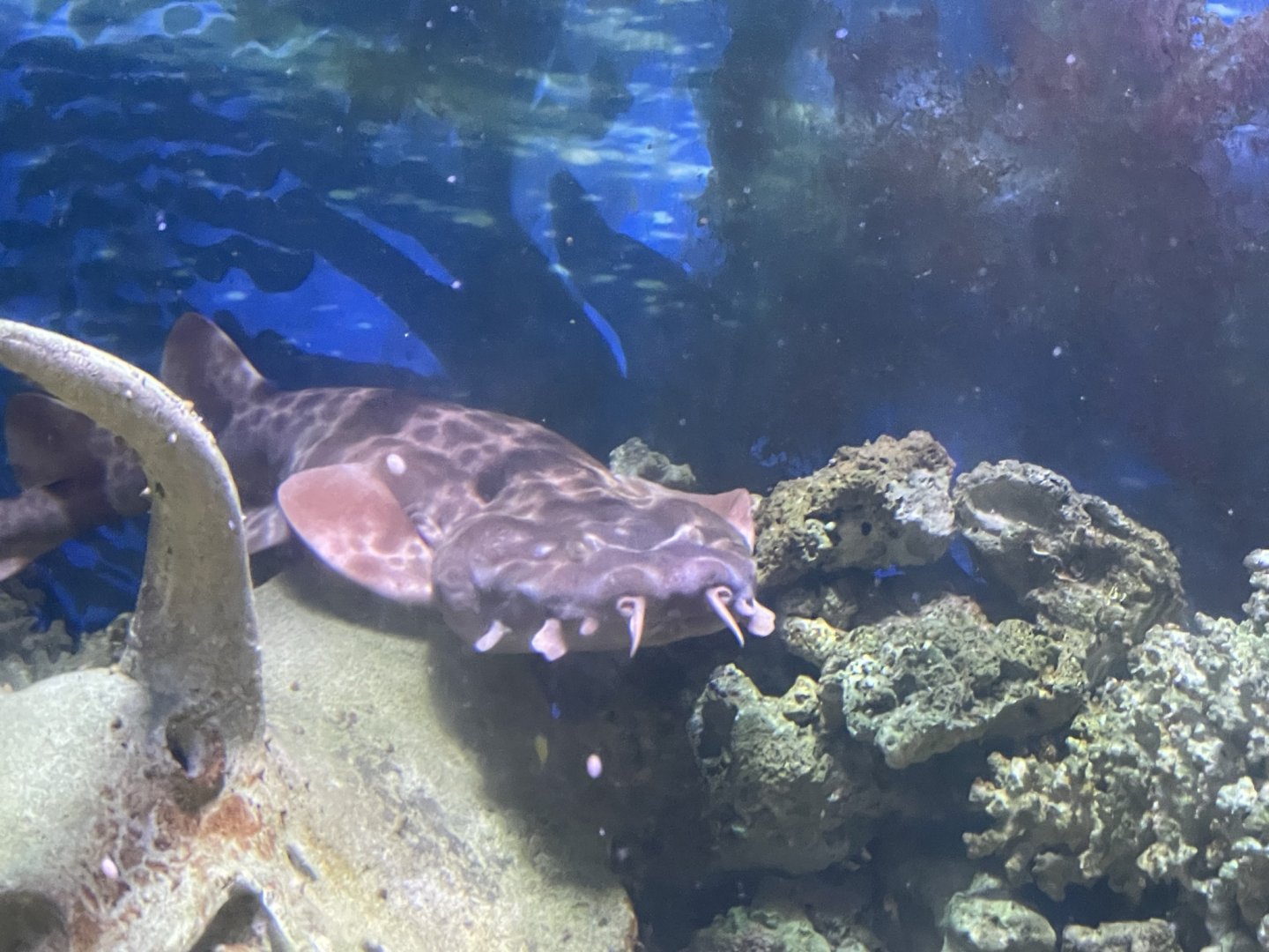 Branson's Wild World -- Wobbegong Exhibit September 2024