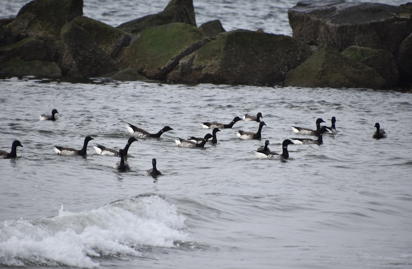 Brant (Branta bernicla hrota) - wild