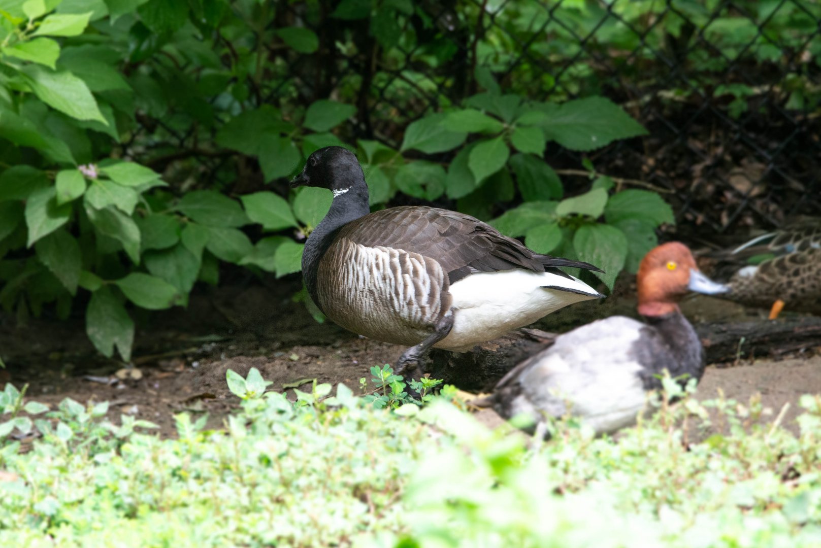 Brant Goose- (Branta bernicla hrota)