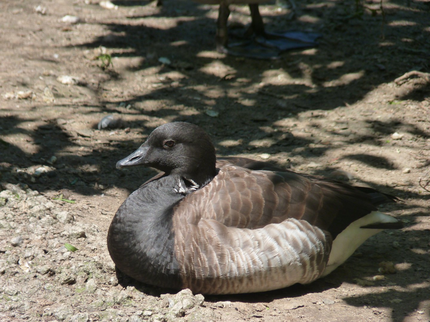 Brant goose