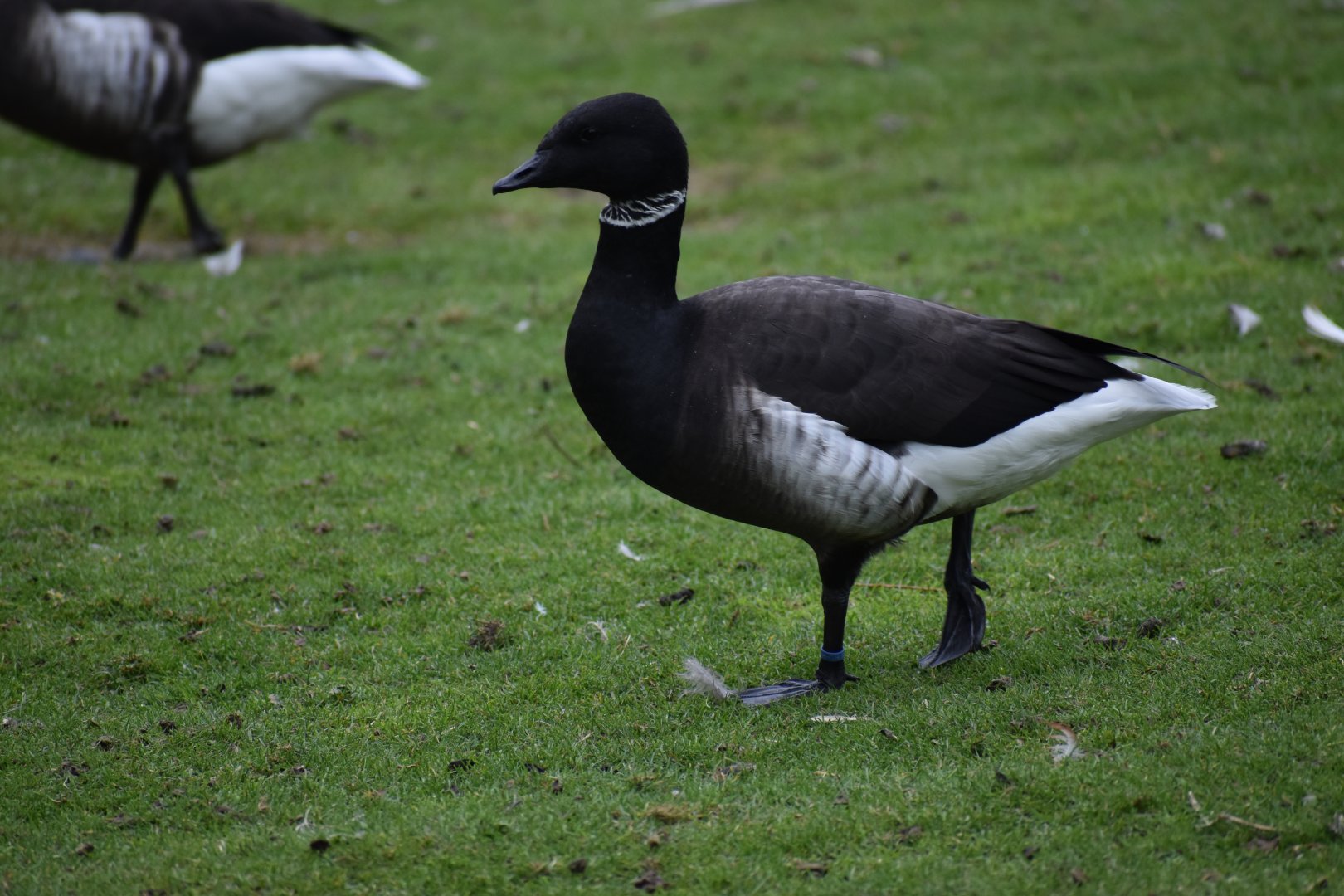 Branta bernicla - Brant Goose