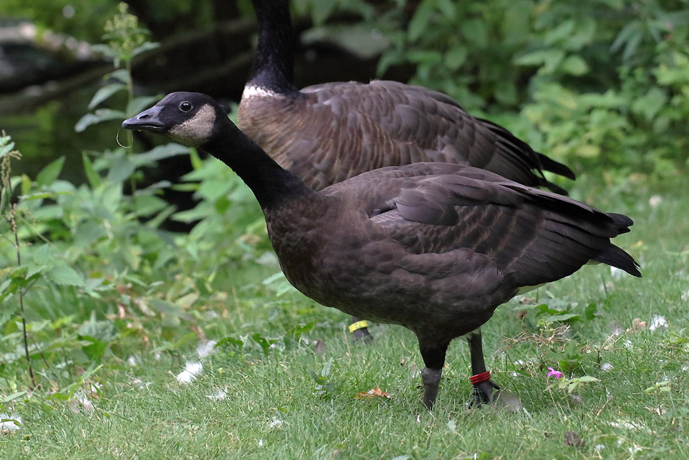 Branta canadensis occidentalis? (Tierpark Cottbus)