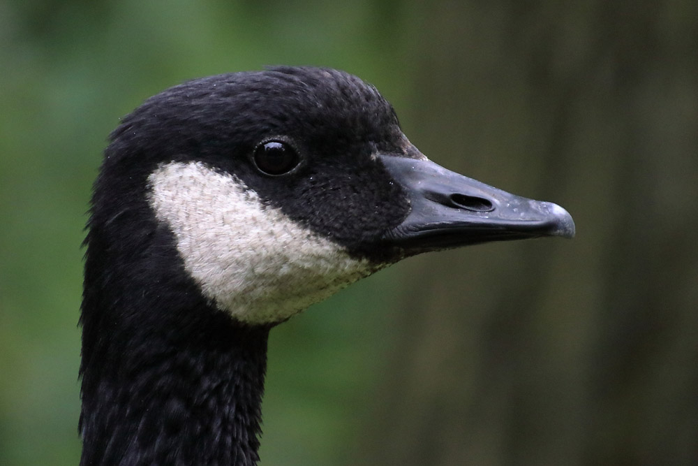 Branta hutchinsii leucopareia? (Tierpark Cottbus)