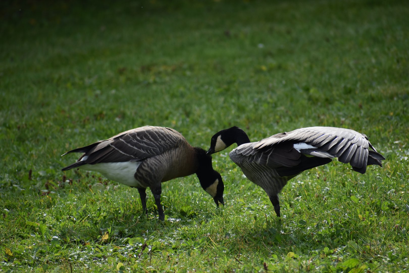 Branta hutchinsii minima - Cackling Goose