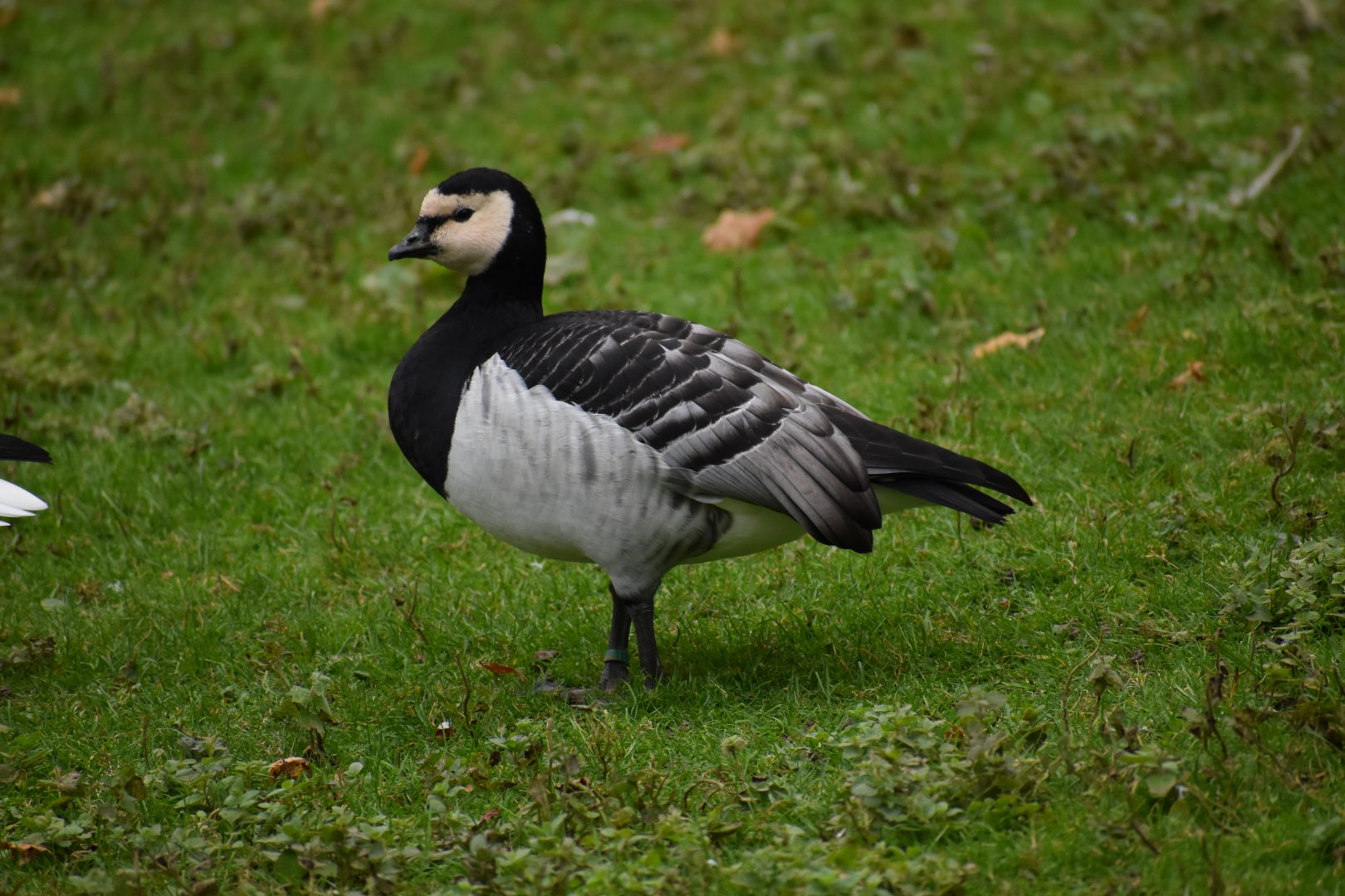 Branta leucopsis - Barnacle Goose