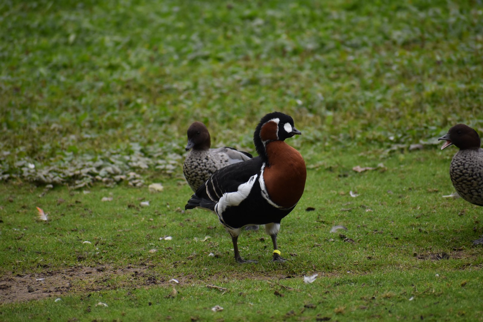 Branta ruficollis - Red-breasted Goose