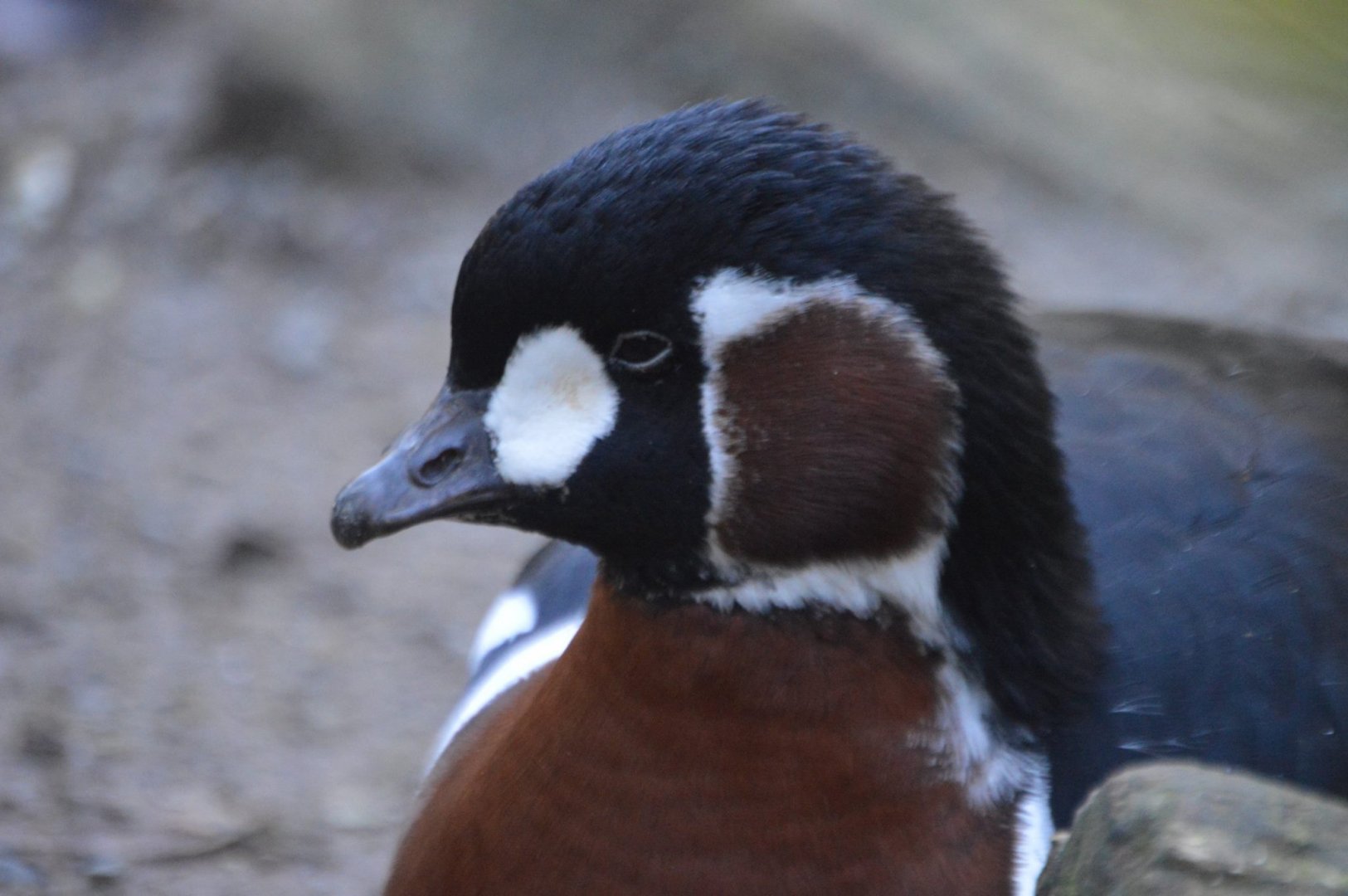 Branta ruficollis