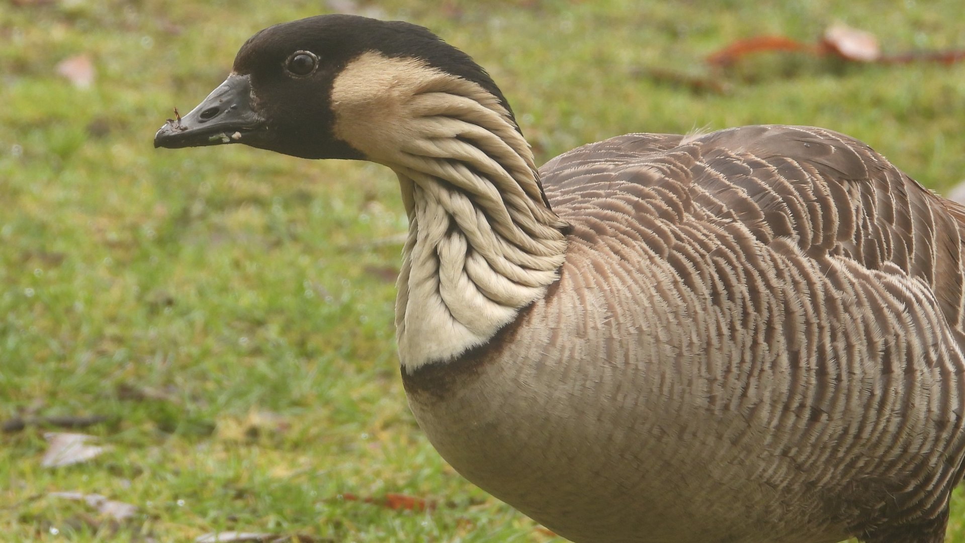 Branta sandvicensis (Haleakalā National Park)